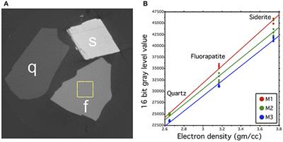 A microCT Study of Three-Dimensional Patterns of Biomineralization in Pig Molars